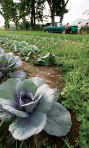 Cultivating New Farmers Image